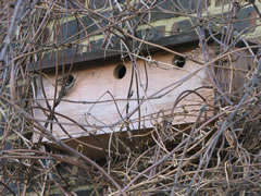 Sparrow Terrace in winter clematis